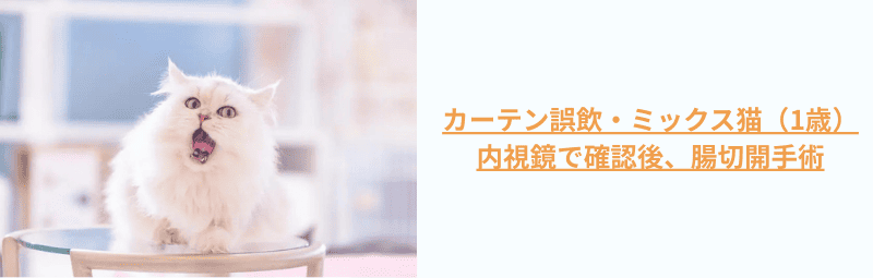 カーテン誤飲・ミックス猫（1歳） 内視鏡で確認後、腸切開手術 (1)